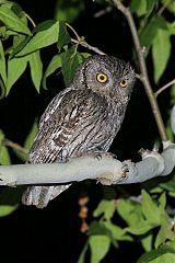 Western Screech-Owl